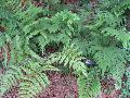 Broad Beech Fern / Phegopteris hexagonoptera